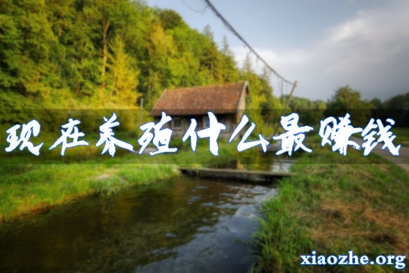 现在养殖什么最赚钱 现在养殖什么最赚钱