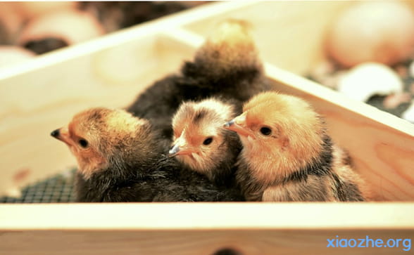 农村养殖鸡 农村养殖鸡