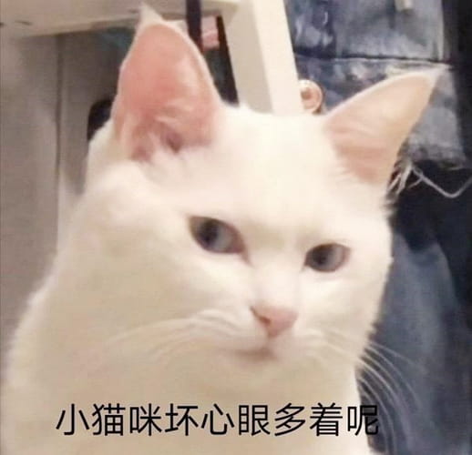 哪有什么坏心思什么梗？小猫咪能有什么坏心眼呢